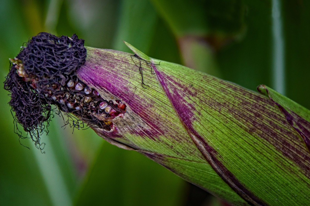 You’ll Be Amazed By The Numerous Benefits Of Purple Corn