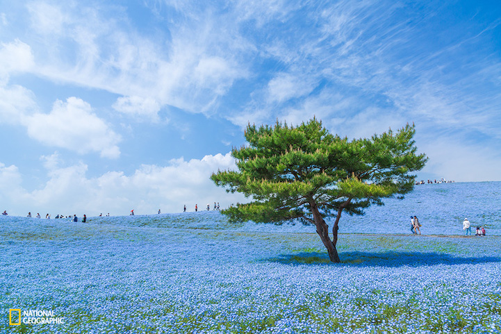 I took this picture at Hitachi Seaside Park in Ibaraki Prefecture, Japan last year. The flowers are baby blue eyes and the whole number of them in the park are 4.5 millions. The best season is usually from the end of April to the first week of May. I am going to the blue universe again this year to photograph. It'll be worth just visiting the world. Camera shutter or your eye's shutter. You would be happy in this world.