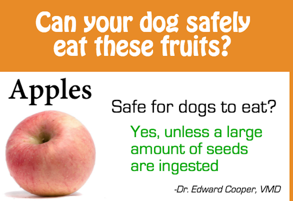 Useful Chart: Fruits That You Can and Cannot Let Your Dog Eat