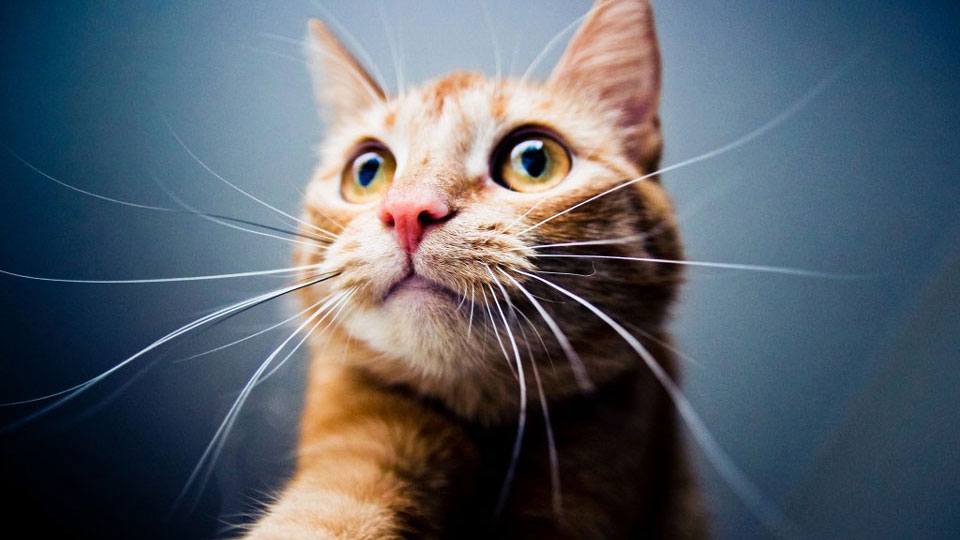 Science Explains How It Feels To Be A Cat