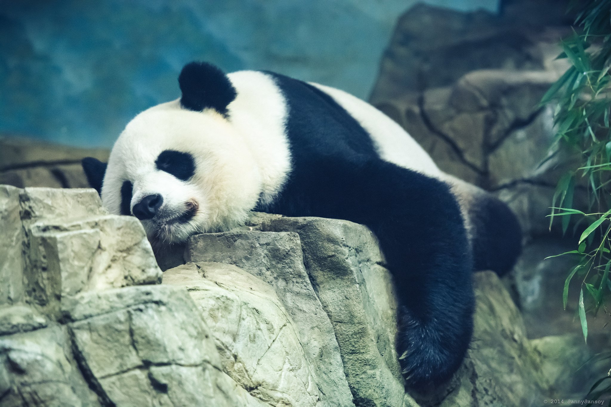 Tips for Productivity: Productive Panda VS Lethargic Panda