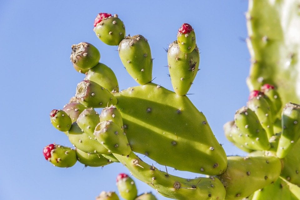 7 Surprising Health Benefits Of Eating Cactus