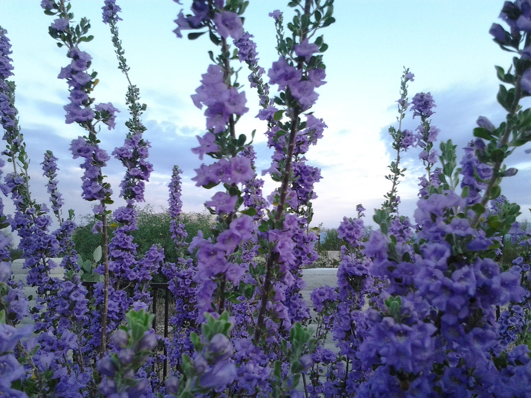 texas-purple-sage-bush
