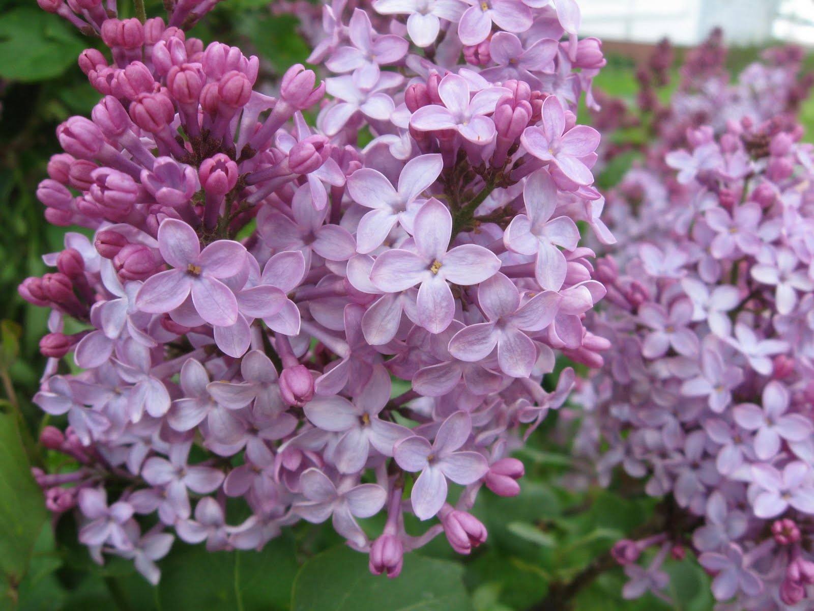 The Lilac