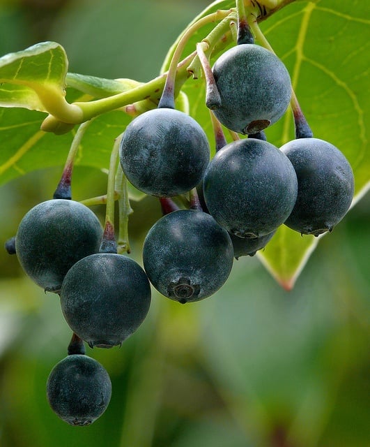 Origin of Blueberries