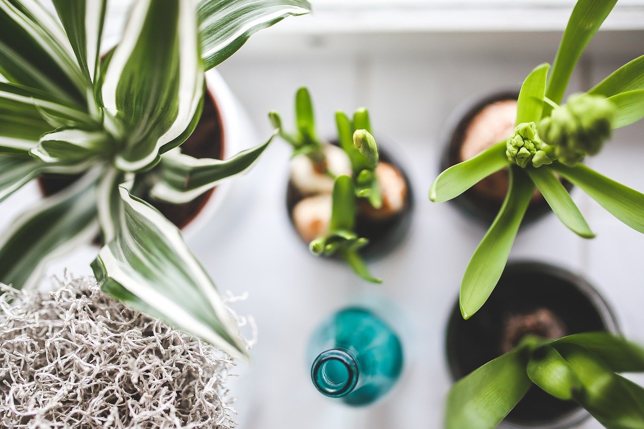 Improve Your Health And Environment With Houseplants