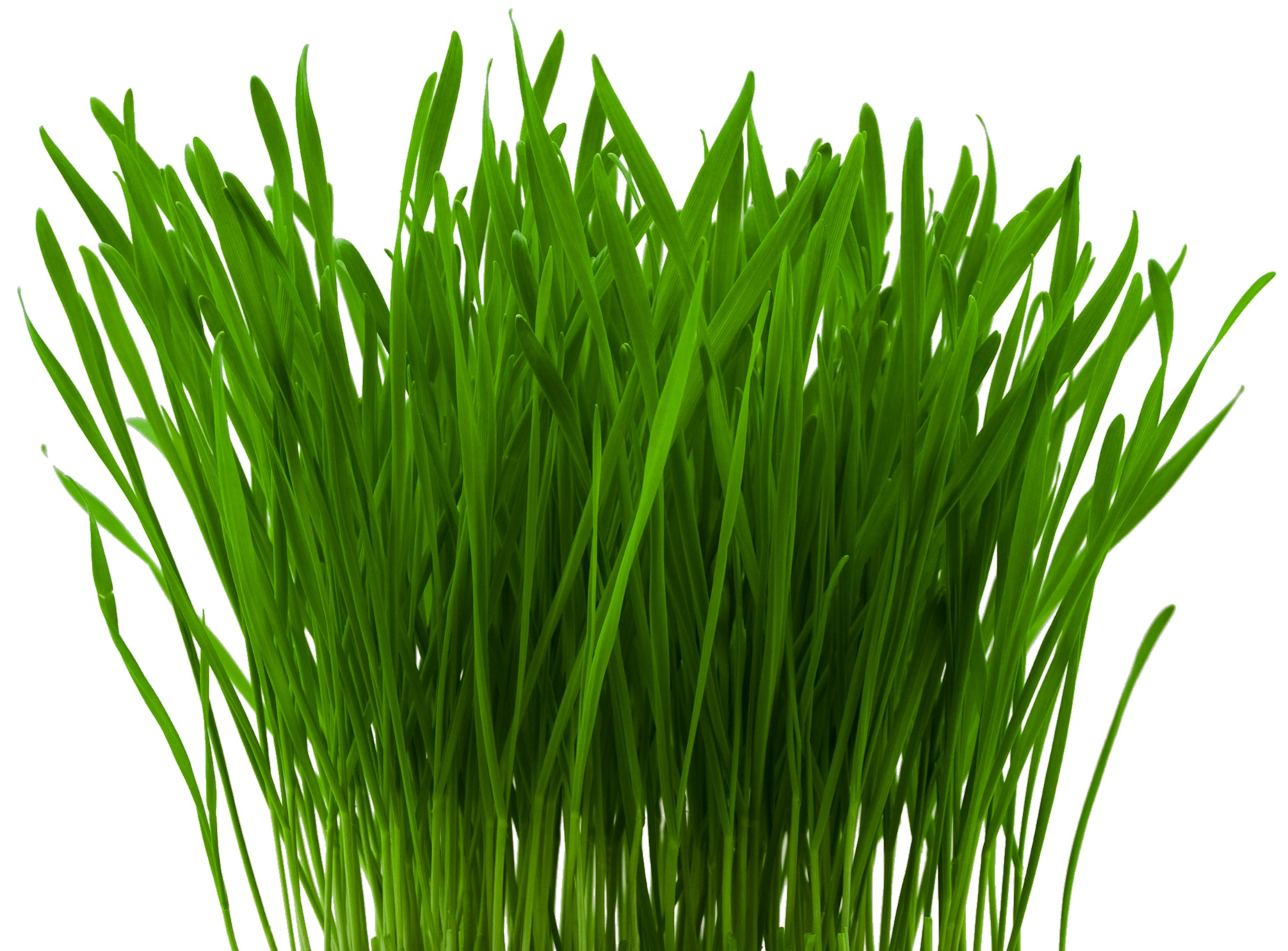 Weizengras