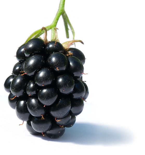 558px-Blackberry_fruit