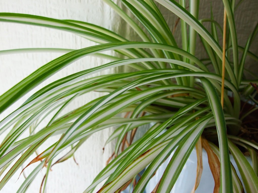 Hat mágikus növény – Fitoterápiakalauz