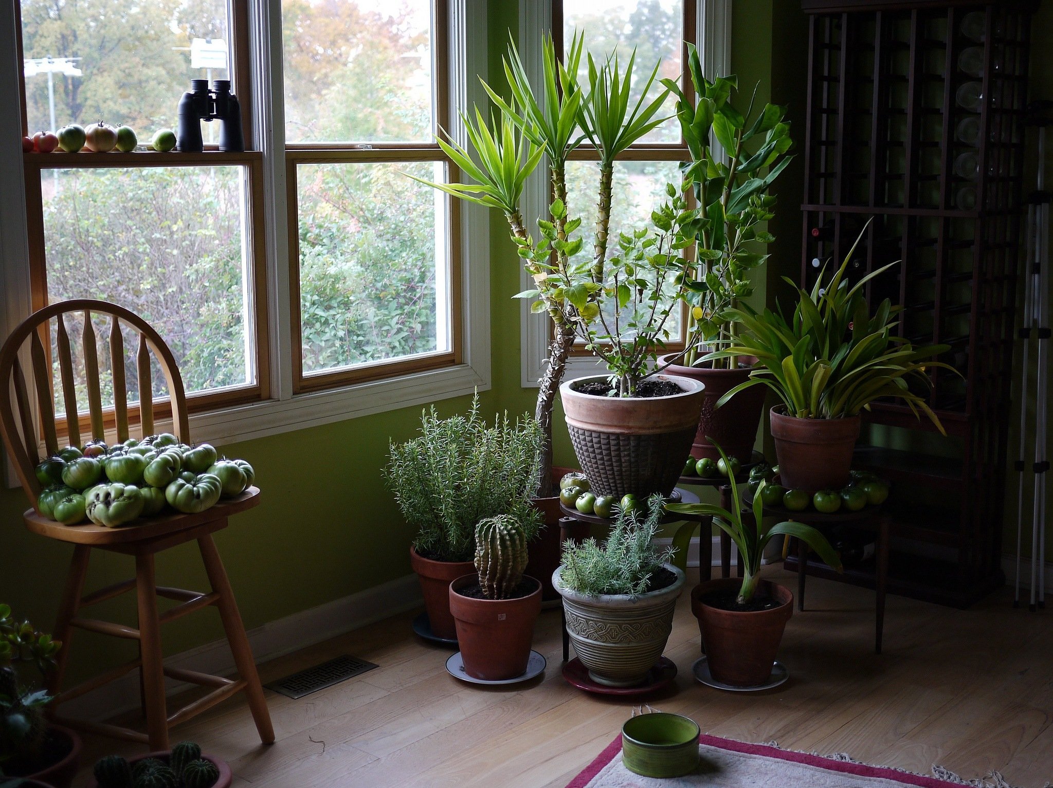 15 Houseplants That Clean The Air And Are Almost Impossible To Kill