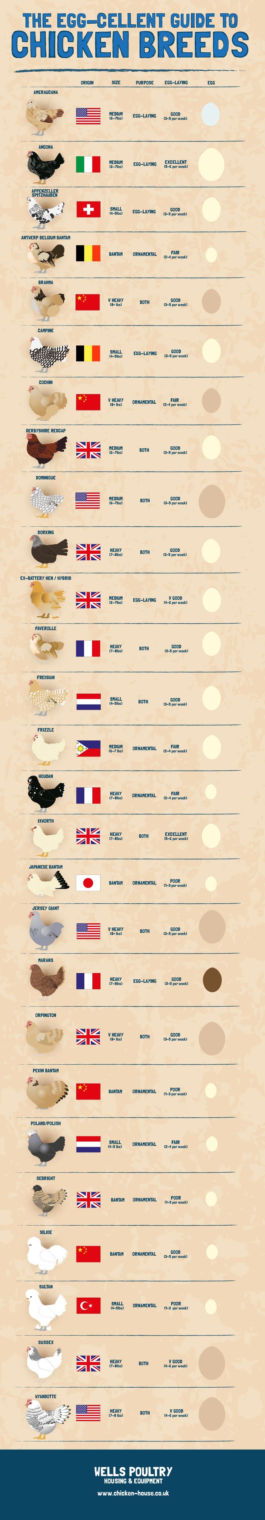 the-eggcellent-guide-to-chicken-breeds_518a5ab62bebb