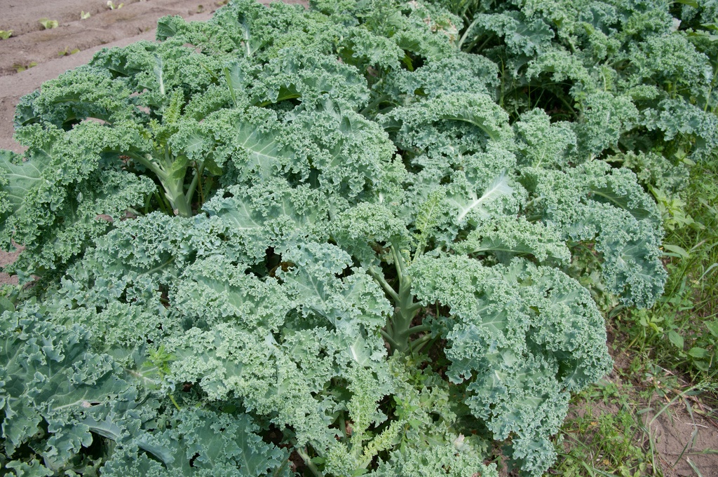 World Health Organisation Warns, Eating Kale Leads To Arrogance