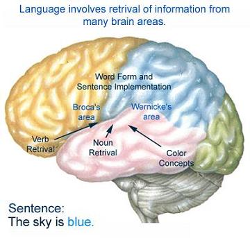 brain-languagemap
