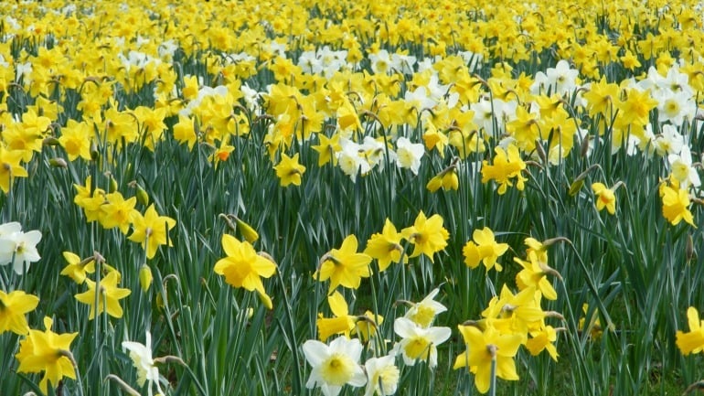 6 Reasons to Be Thrilled About Spring