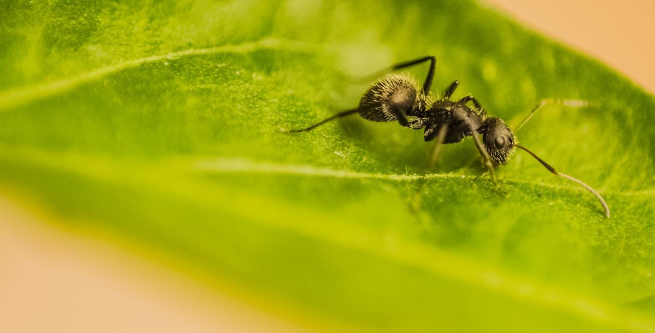 Complete Guide: How To Get Rid Of Ants In The House