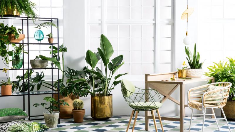 10 Indoor Plants That Are So Easy To Take Care Of