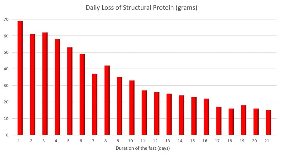 Daily loss of structural protein during water fasting