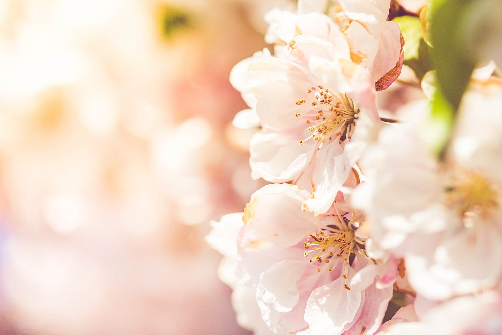 Wonderful Spring Blooms BY VIKTOR HANACEK