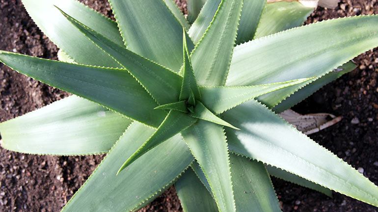 Aloe’s Natural Treatment Benefits