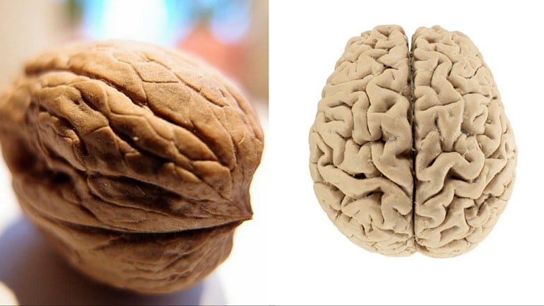 walnut_brain