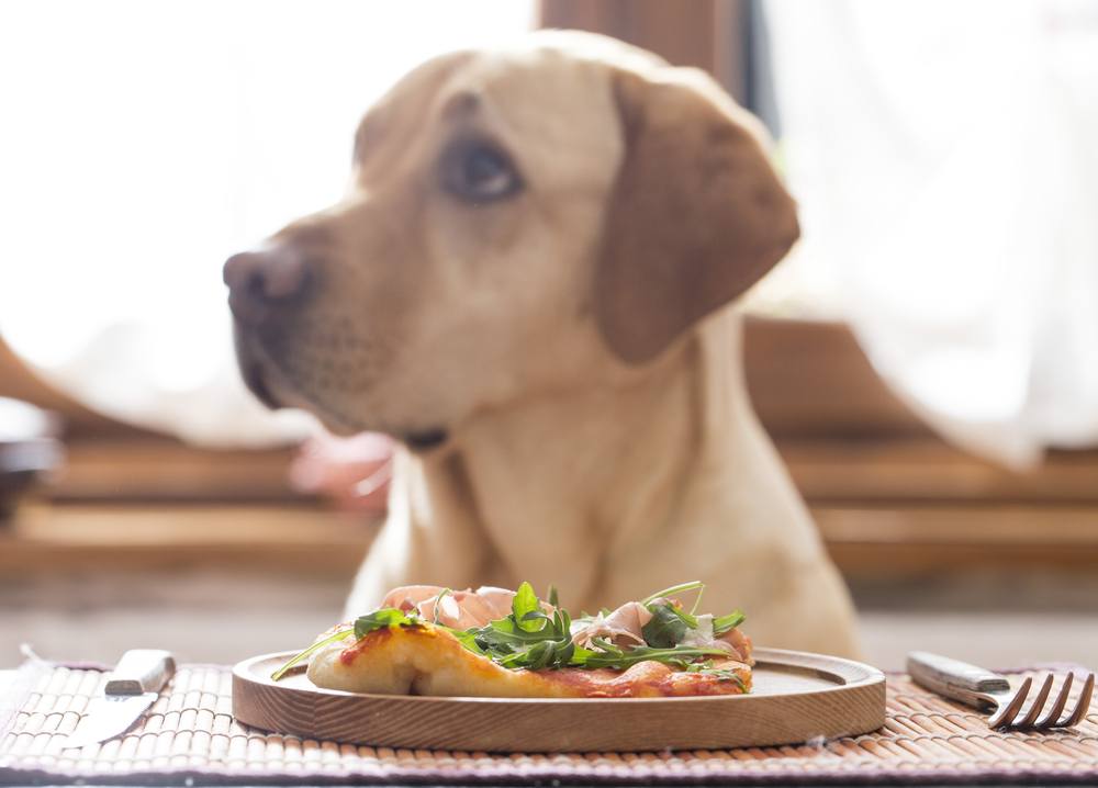 10 Best Gourmet Dog Food Recipes for a Healthy Dog
