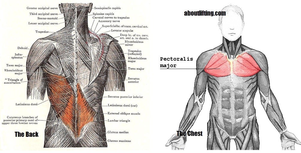 Can You Pull A Chest Muscle From Vomiting If You Only Train Your Chest Muscle You Ll End Up Looking Worse
