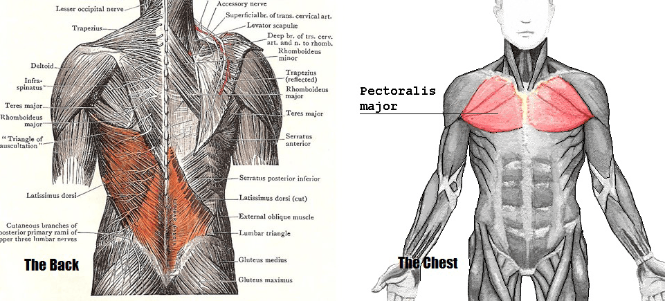 If You Only Train Your Chest Muscle, You’ll End Up Looking Worse