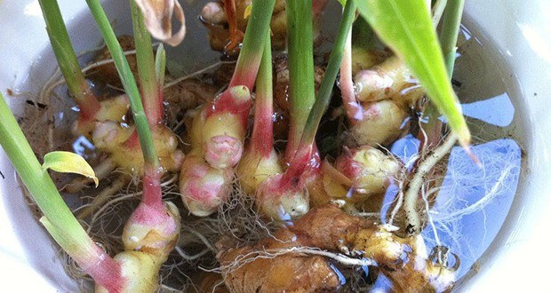 How-to-Grow-Ginger-At-Home-620x330