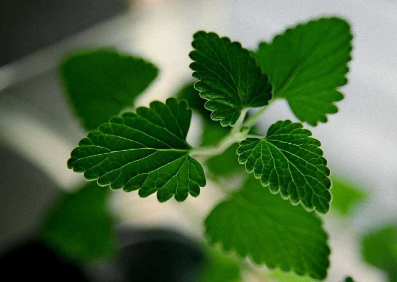 3 Herbs That Offer a Variety of Healing Benefits