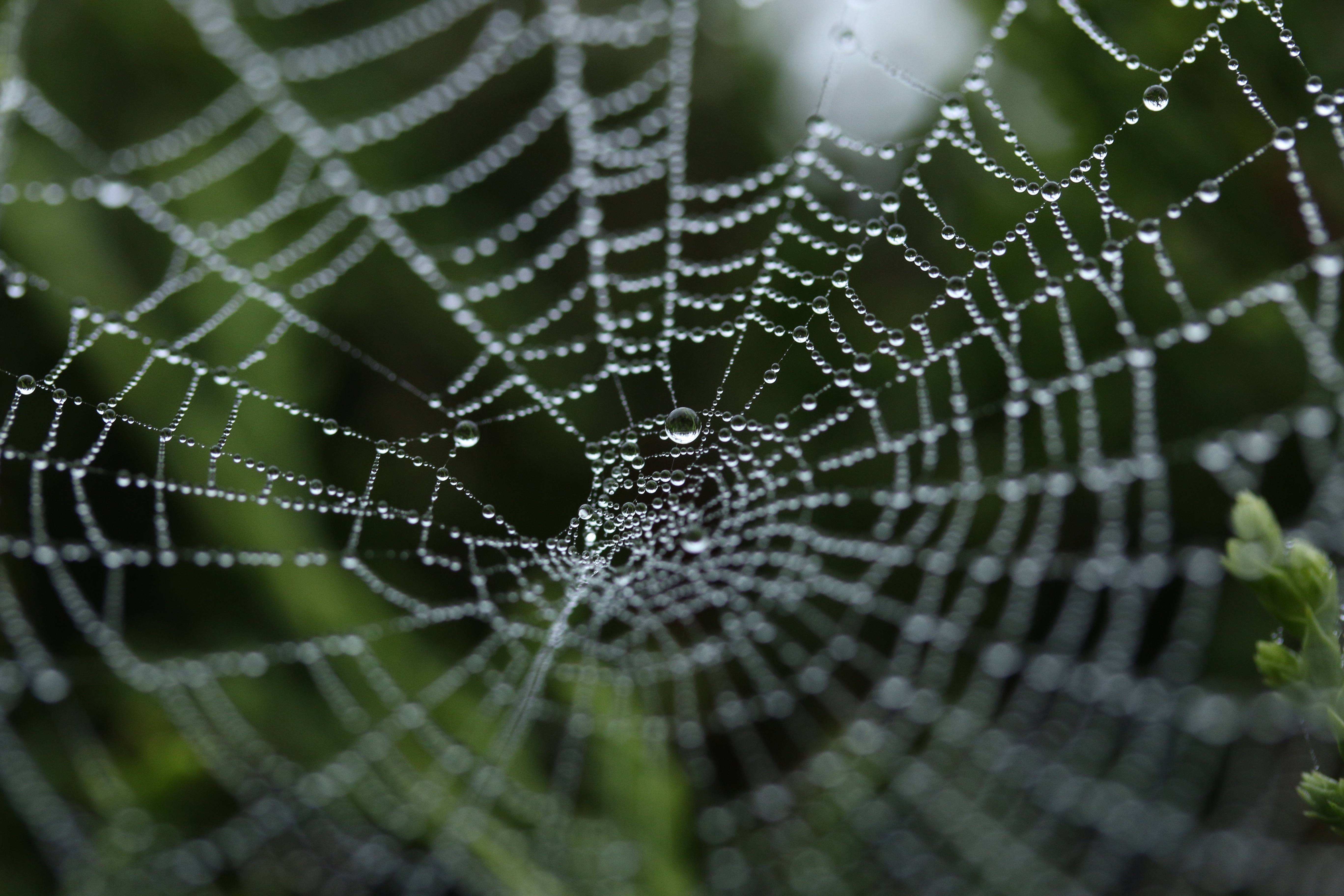 Michael Podger spider web