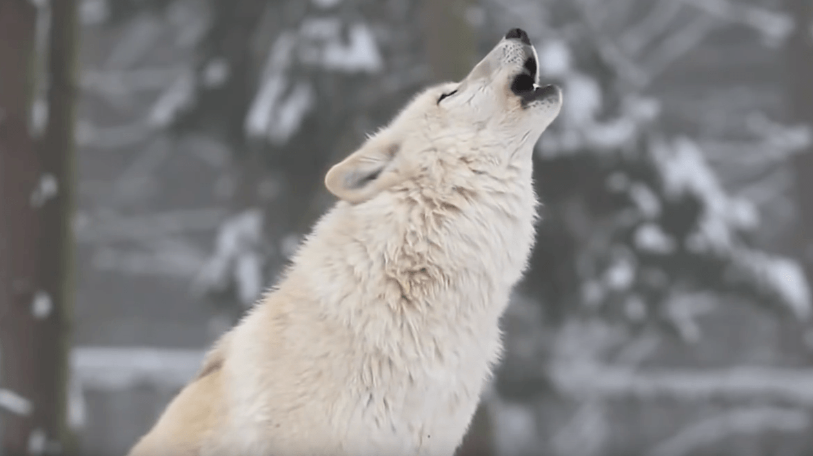 What Happens After Releasing These Wolves Into The Park Is A Miracle And It Tells Us A Very Important Message