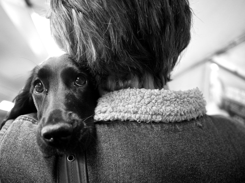 10 Reasons Why A Dog Can Make Your Life So Much Better