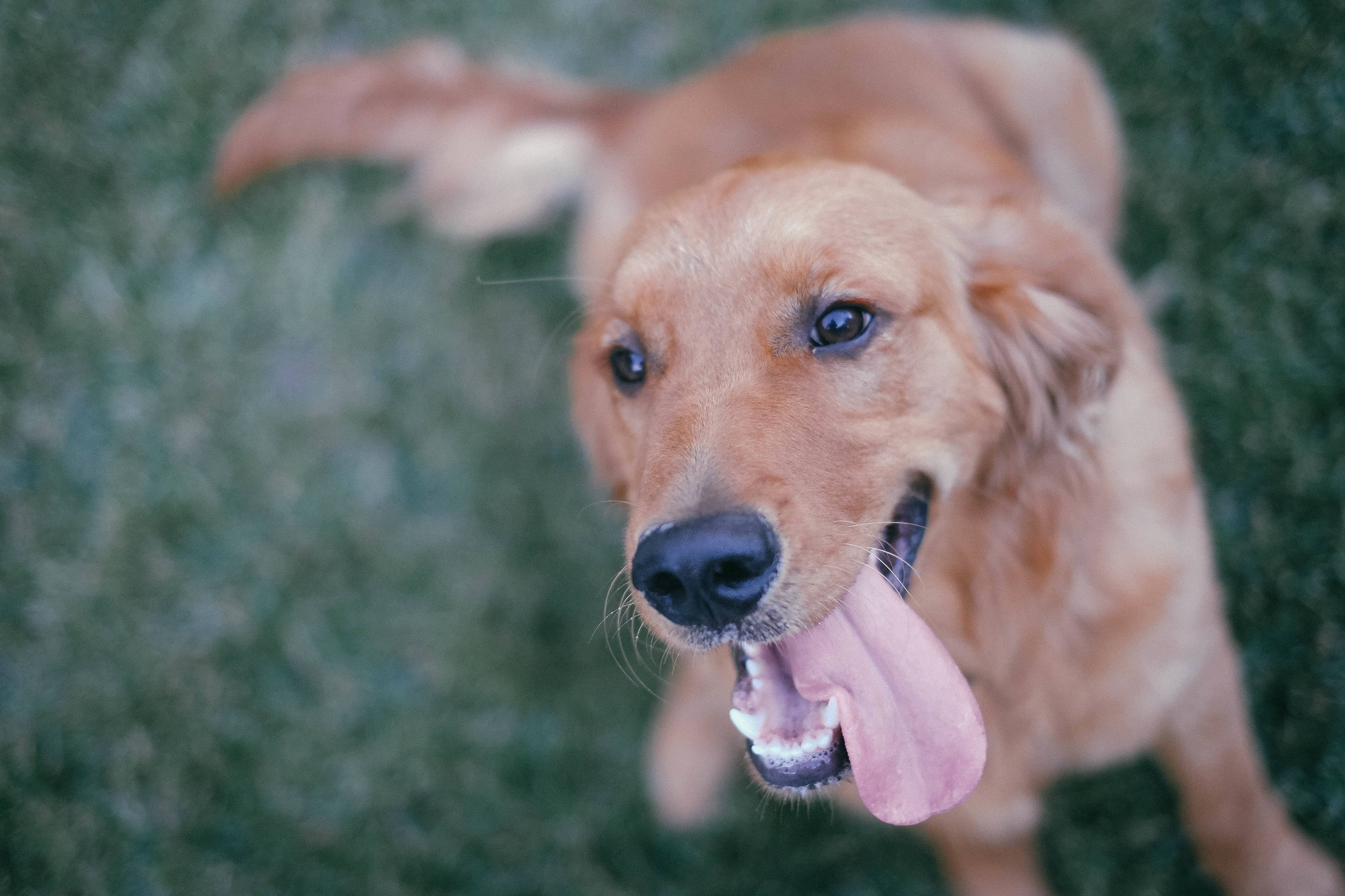 Do You Like Kissing Your Dogs? Scientists Warn Us…