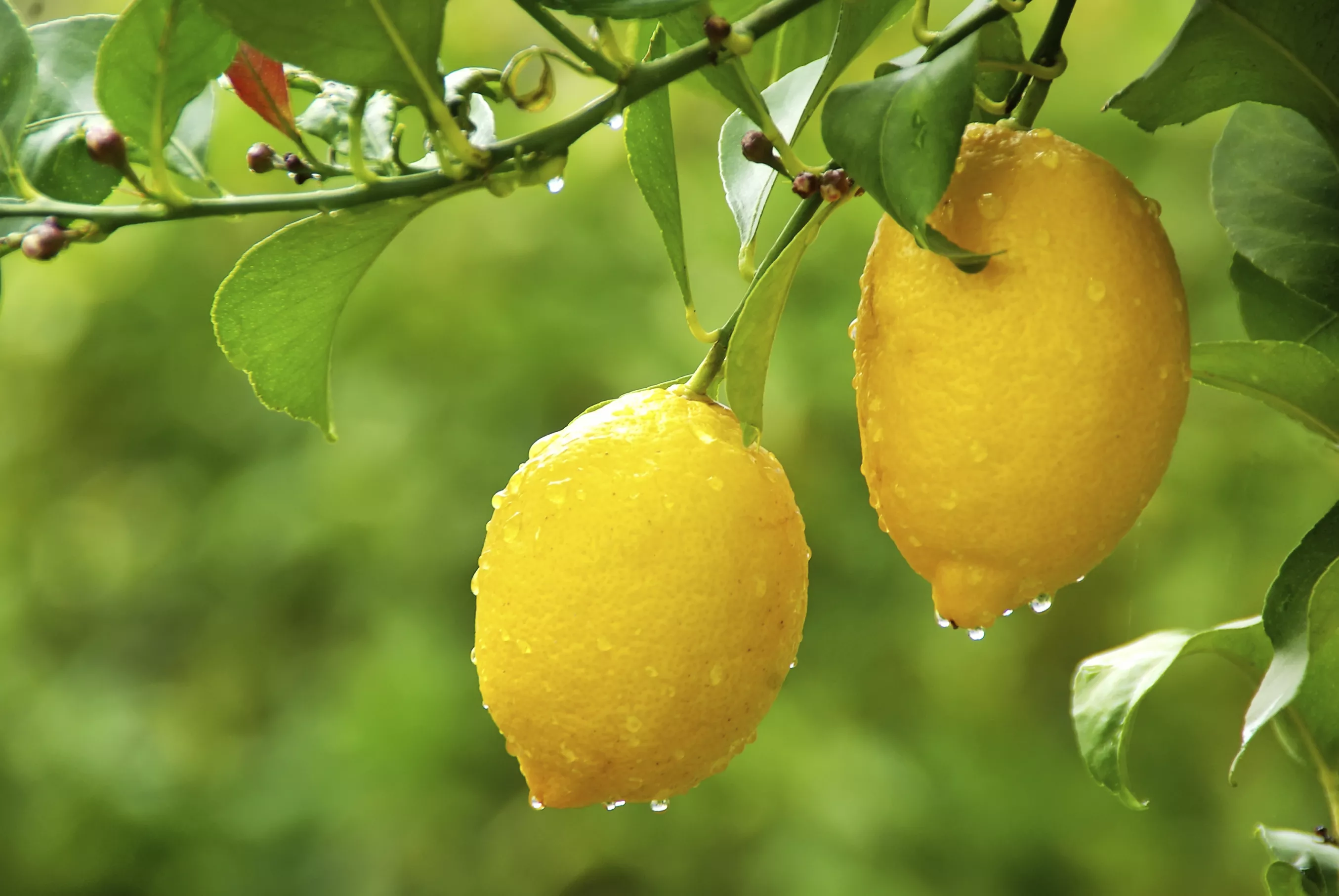 How To Grow A Lemon Tree From A Seed At Home