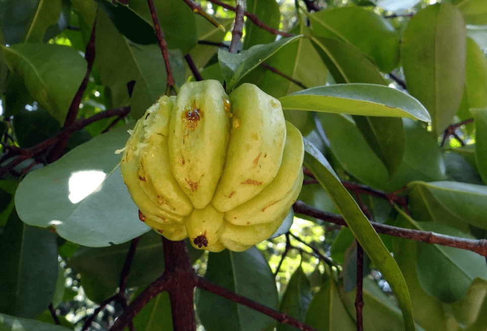5 Amazing Health Benefits of Garcinia Cambogia You Didn’t Know