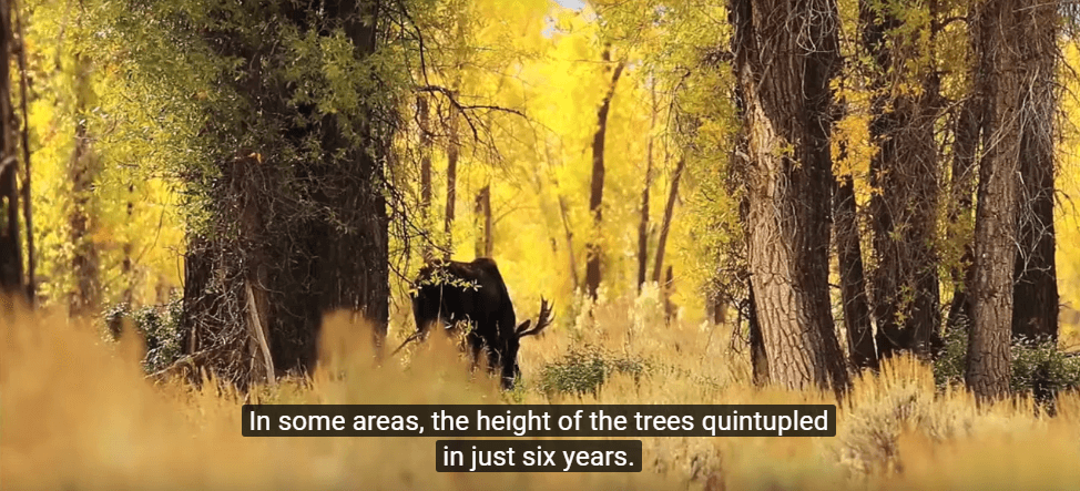 In some areas, the heights of the trees quintupled in just six years