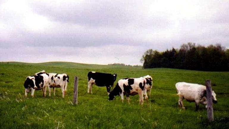 grass-fed-cows