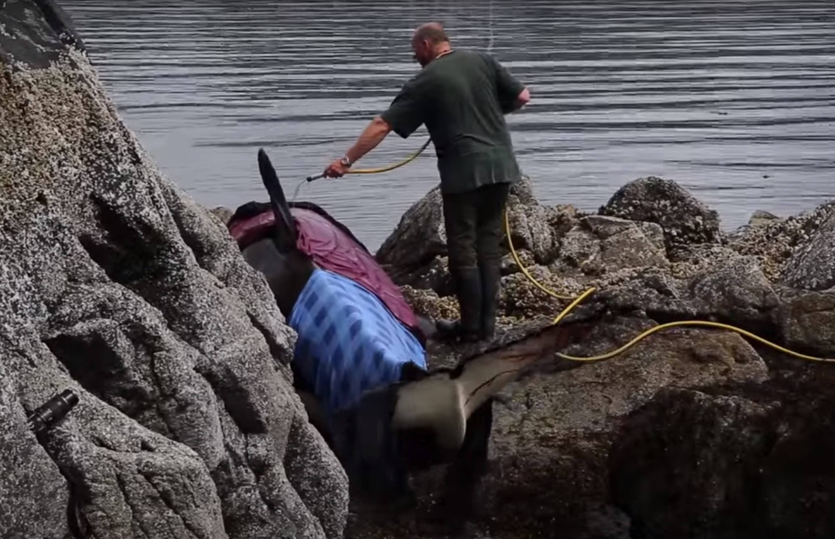 Stranded Killer Whale Cries For Help, People Do Something Priceless To It