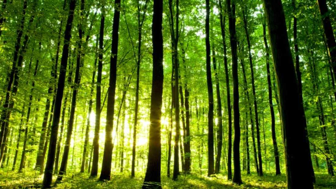 extra_large-1464367294-2170-how-many-trees-are-there-left-on-earth-more-than-3-trillion-finds-major-new-study