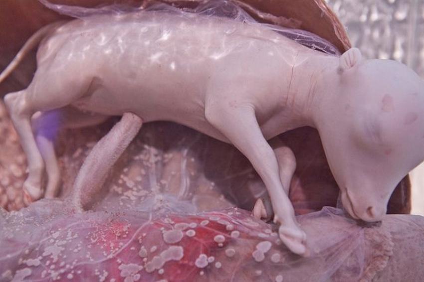 15 Breathtaking Photos Of Unborn Baby Animals In Their Mother's Womb -  LifeHack