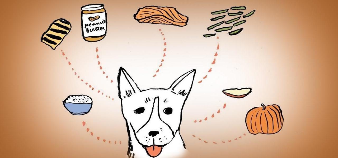 How Can Eating Raw Foods Change the Lifestyle of Your Pet?