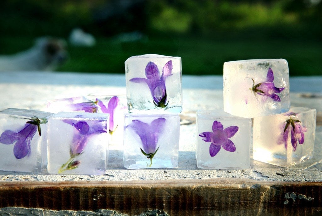 Bell flower ice cubes, Mimi Thorisson via Manger.com