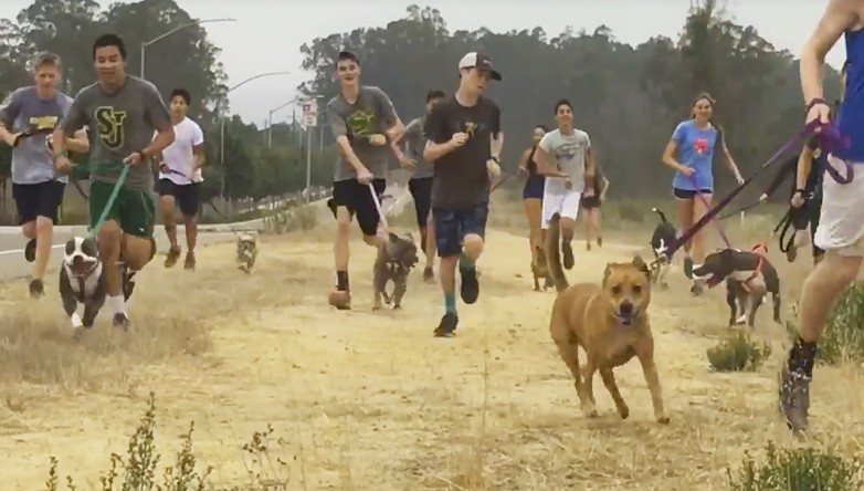 Shelter Dogs Are Invited To Run With High School Students Every Day