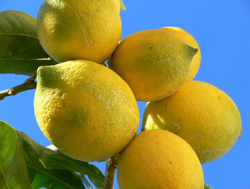 A Proven And Easy Way To Grow Lemon Tree At Your Home