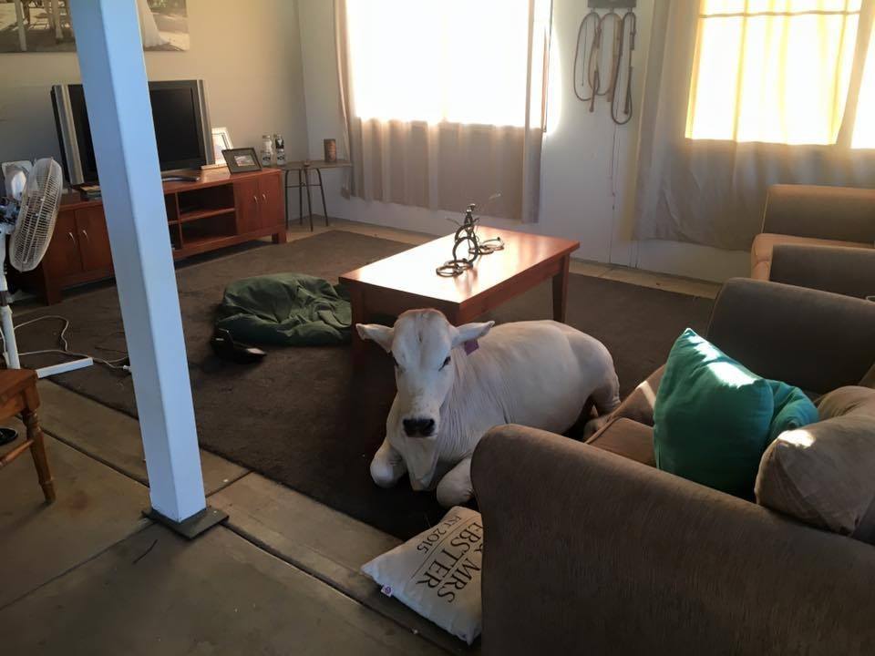 This Cow Lives Happily With Two Dogs And One Couple, And Sometimes Breaks Into The House