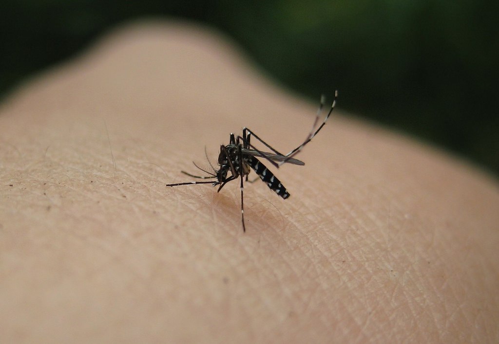 Alert: Zika Can Be Transmitted By Sexual Contact