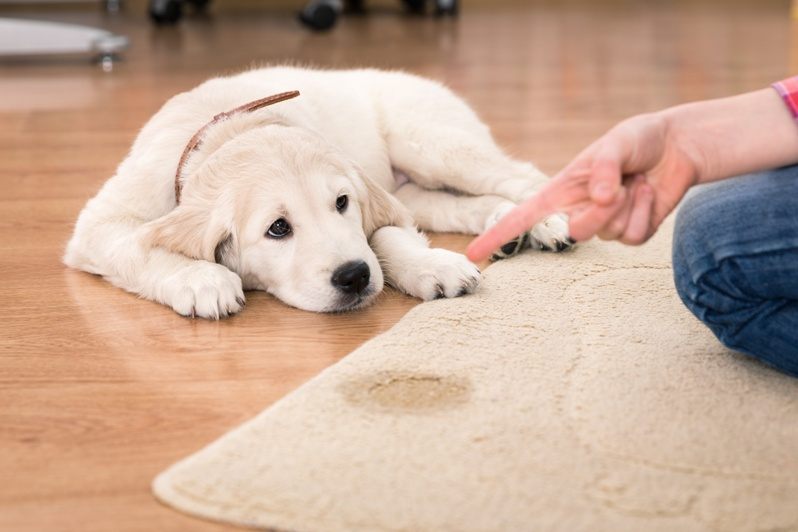How to Remove Different Kinds of Carpet Stains