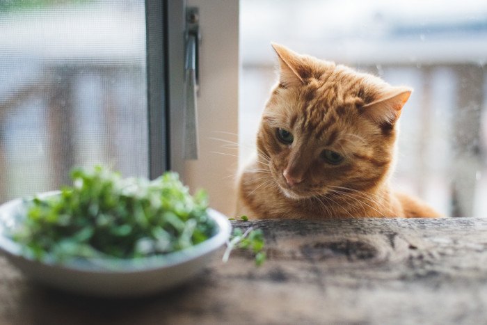 Important Things To Know About Food for Cats