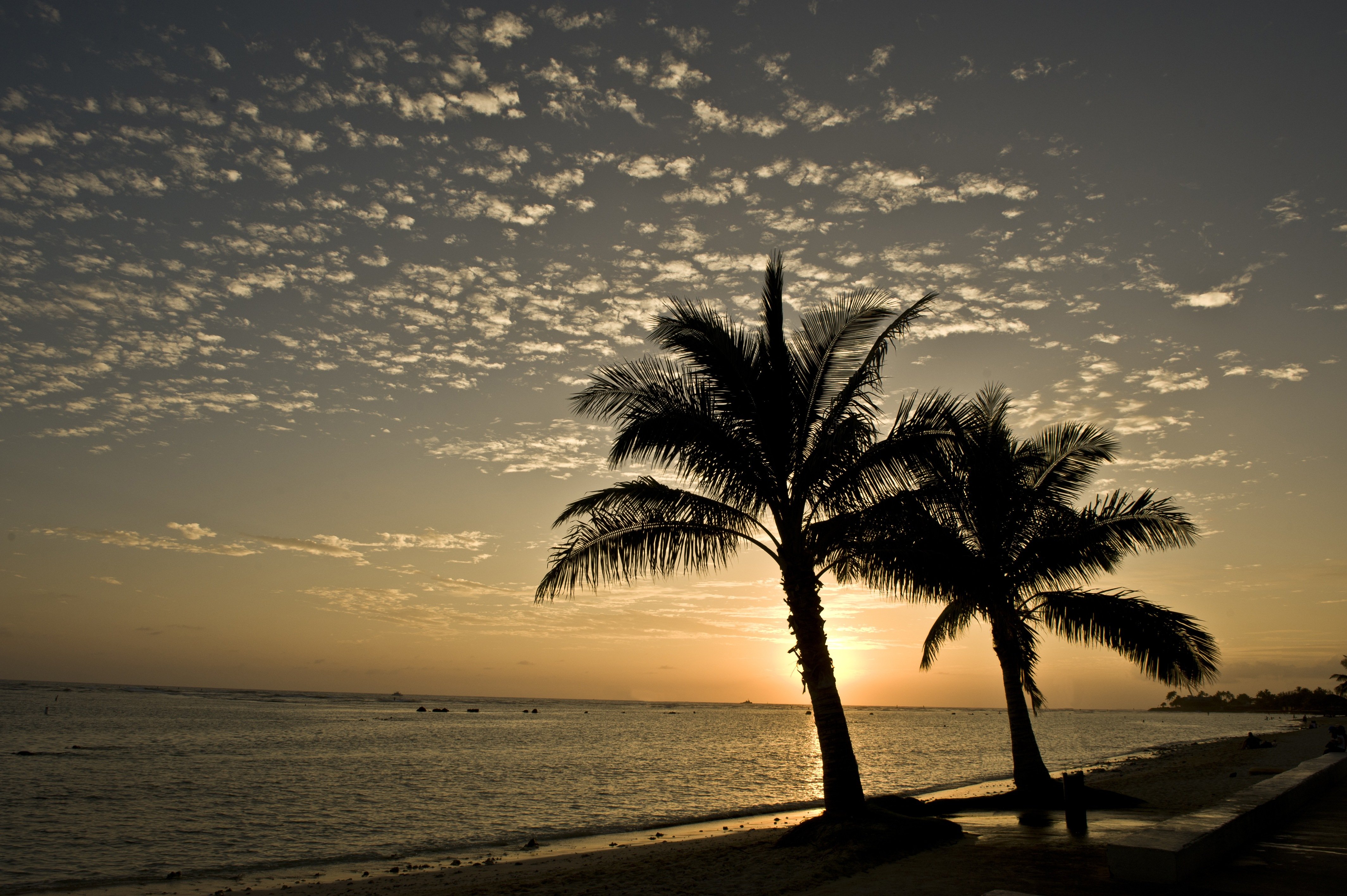 Palm trees at a secluded beach at sunset