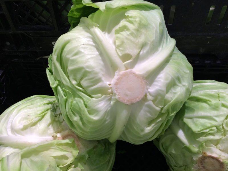 cabbage-1586316_1280